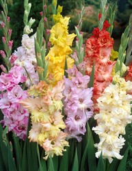 Gladiolus Fringed Mixed