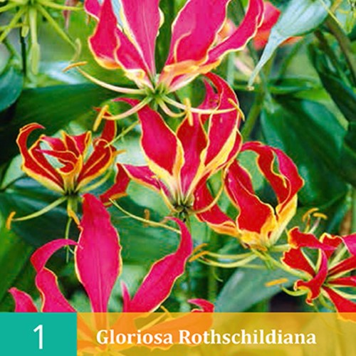 Flame lily - Gloriosa Rothschildiana