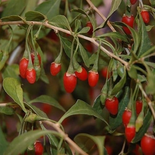 Lycium Barbarum - Goji berry (Three-pack)