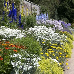 Tuinborder Wit, Blauw & Geel - Modeste Herwig (30 planten)