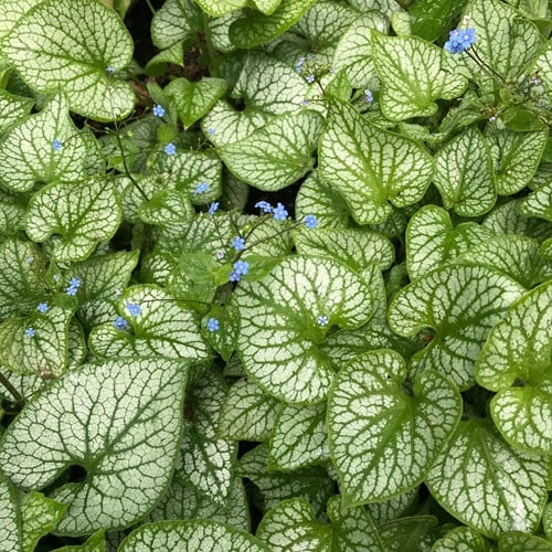 Great forget-me-not Jack Frost - Brunnera macrophylla