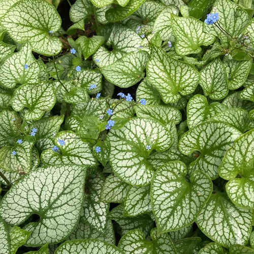 Great forget-me-not Jack Frost - Brunnera (Six-pack)