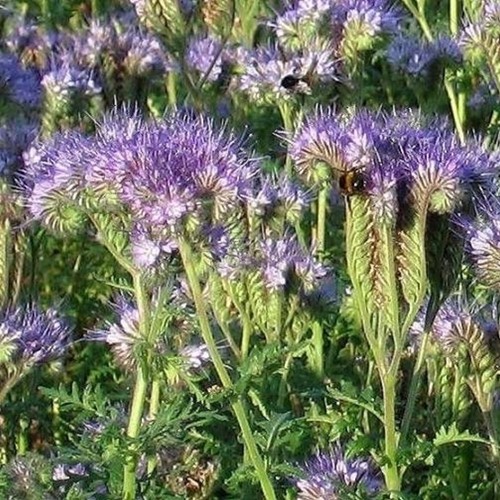 Green Manure Crop Phacelia Tanacetifolia 1KG