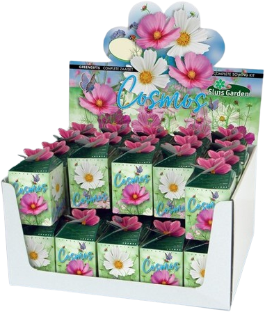 Greengift Cosmos mix 40 pcs in showbox