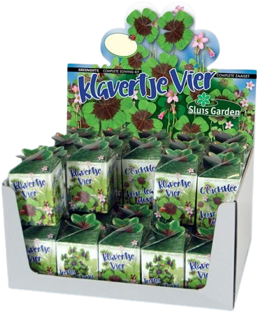Greengift Lucky four leaf clover 40 pcs in showbox