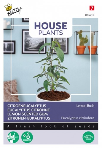 Lemon Scented Gum Lemon Bush - Buzzy House Plants