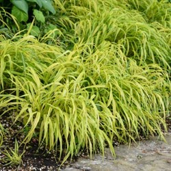 Hakonechloa macra Aureola – Japanese forest grass