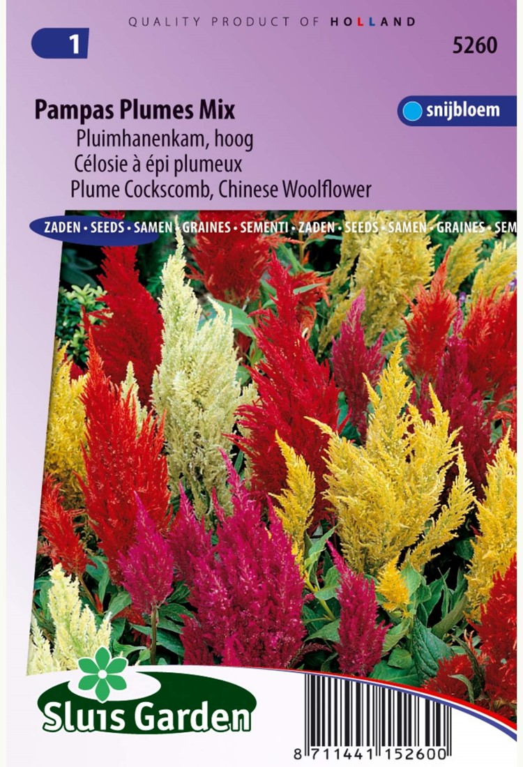 Cockscomb or Chinese woolflower Pampas Plume Mix