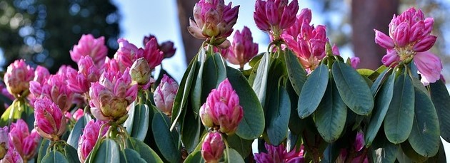 Prune rhododendron