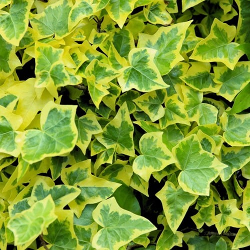 Hedera Helix Goldchild - Six-pack
