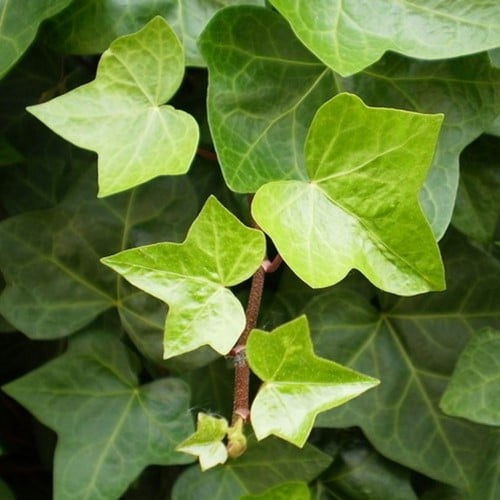 Hedera Helix - English Ivy