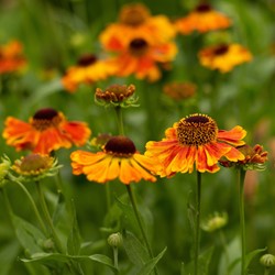 Helenium Sahin's Early Flowerer - Zonnekruid