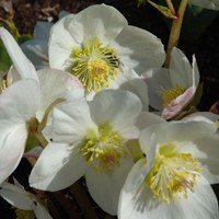 Helleborus Niger - Kerstroos, Nieskruid (Potplant)
