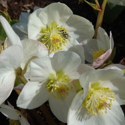 Helleborus Niger (Container Plant)