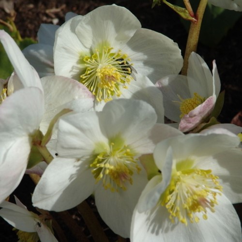 Helleborus Niger (Container Plant)