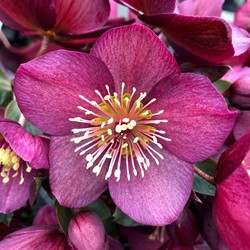 Helleborus Orientalis Pretty Ellen Red - Lenten Rose