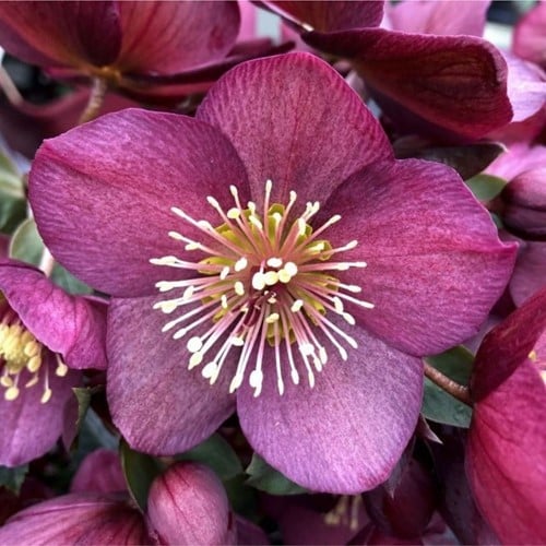 Helleborus Orientalis - Pot Plant