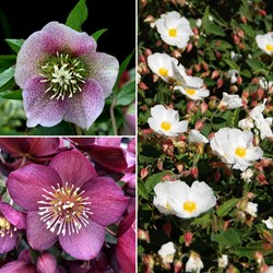 Helleborus orientalis mix - Hellebore (Six-pack)