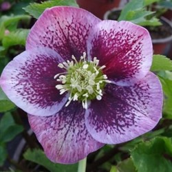 Helleborus Orientalis Pretty Ellen Spotted- Lenten Rose