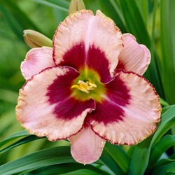 Hemerocallis Daring Deception - Daglelie