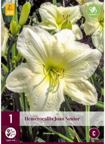 Hemerocallis Joan Senior - Daylily