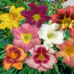 Hemerocallis Mix - Daylily