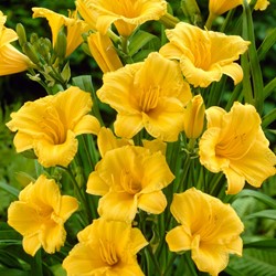 Hemerocallis Stella d'Oro - Daylily pot plant (Six-pack)