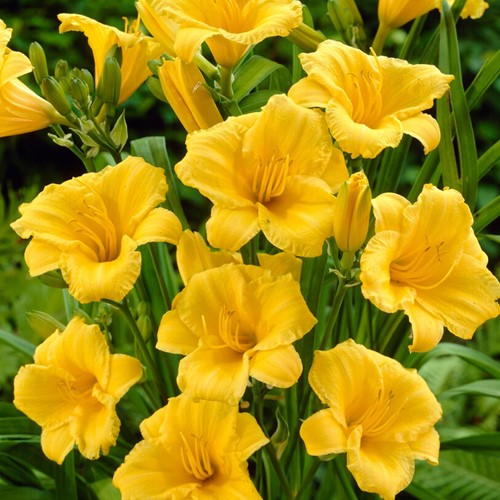 Hemerocallis Stella d'Oro - Daglelie (potplant)