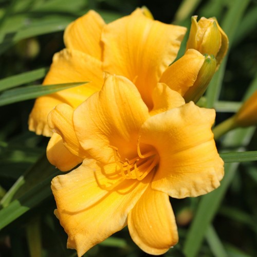 Hemerocallis Stella d'Oro - Daylily pot plant (Six-pack)