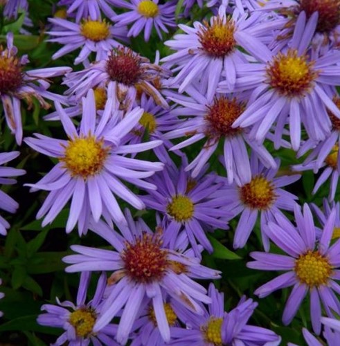 Aster Prof. Anton Kippenberg - Aster (Six-pack)