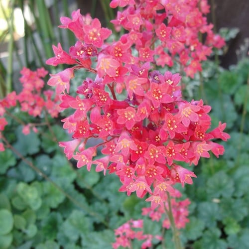 Heuchera Leuchtkäfer - Coral Bells, Alumroot