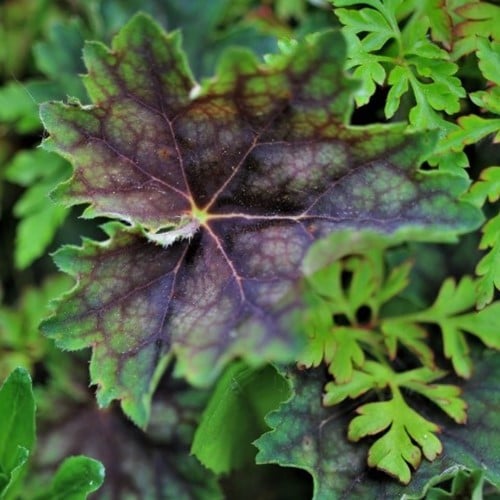 Heuchera villosa var. Macrorrhiza – Hairy alumroot