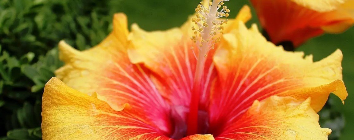 Prune Hibiscus