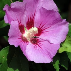Rose Mallow Woodbridge - Hibiscus