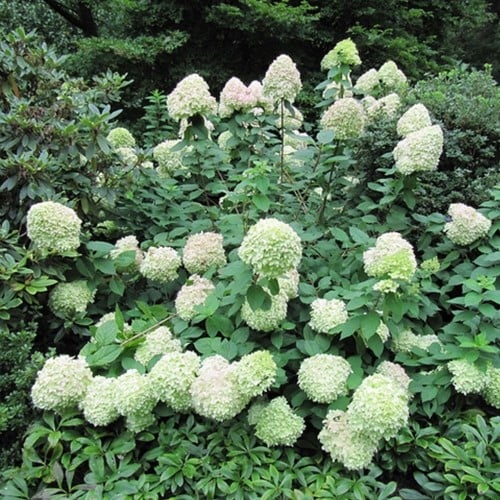 Hortensia Limelight® - Hydrangea paniculata