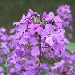 Hesperis matronalis - Sweet Rocket