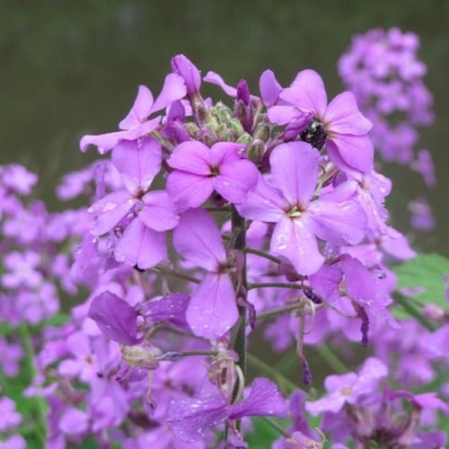 Hesperis matronalis - Sweet Rocket