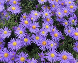 Aster ageratoides Asran - Autumn Aster