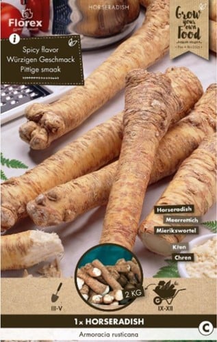 Horseradish - Armoracia rusticana