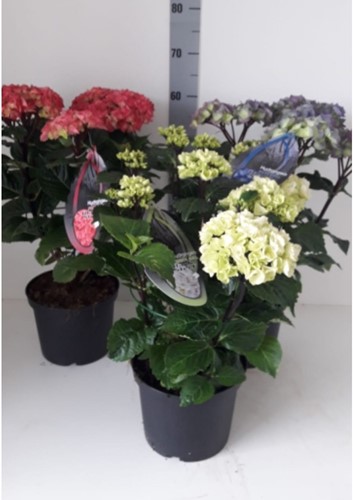 Hortensia Black Steel Light Pink  ? Hydrangea Macrophylla