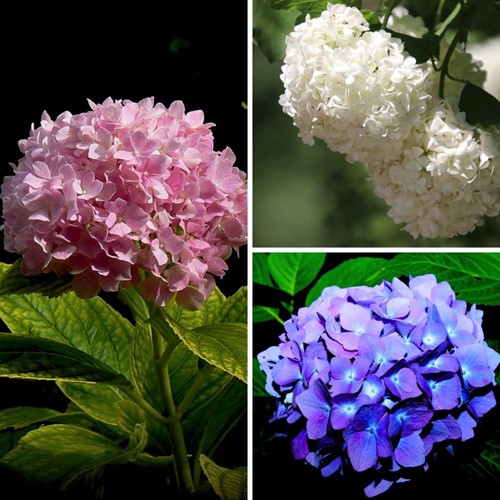Hortensia Mix (wit, roze en blauw) - Hydrangea