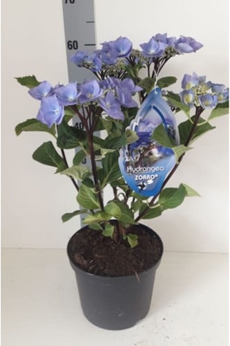 Hortensia Black Steel Blue  ? Hydrangea Macrophylla Zorro