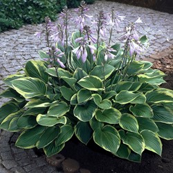 Hosta Aureomarginata - Plantain lily (Pot plant)
