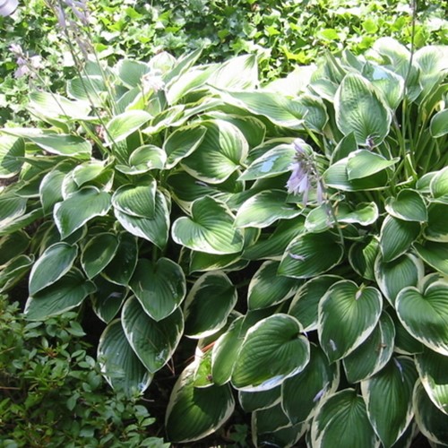 Hosta Francee - Plantain lily (Pot plant)