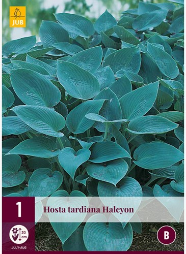 Hosta Halcyon - Hosta tardiana