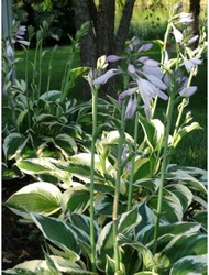 White Hosta Patriot - Plantain lily (Pot plant)
