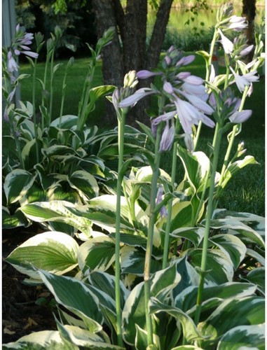 White Hosta Patriot - Plantain lily (Pot plant)