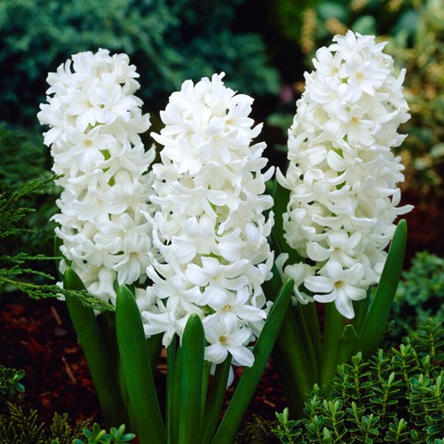 Hyacint Aiolos - Hyacinthus
