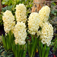 Hyacint City of Haarlem - Hyacinthus