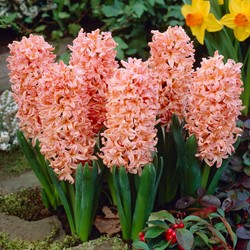 Hyacint Gipsy Queen - Hyacinthus